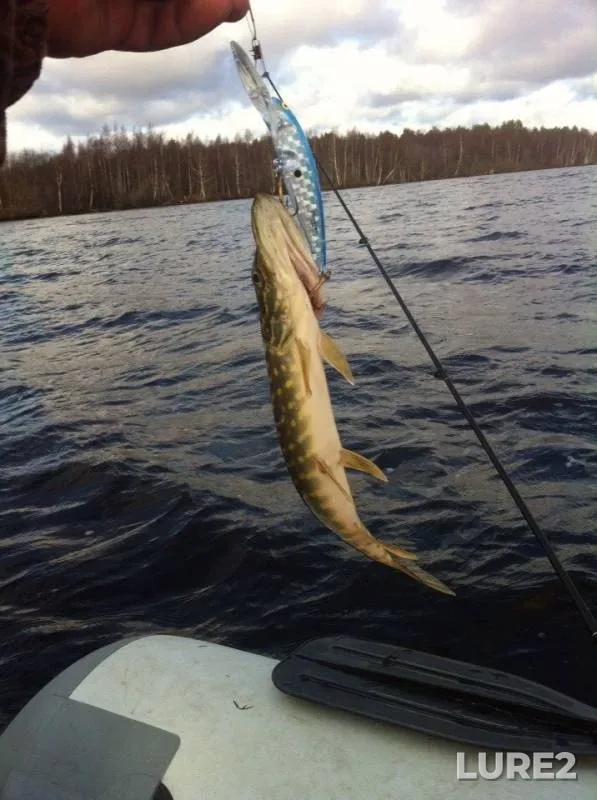 Pike — Volgo-Baltiyskiy kanal, Oct 31, 2013