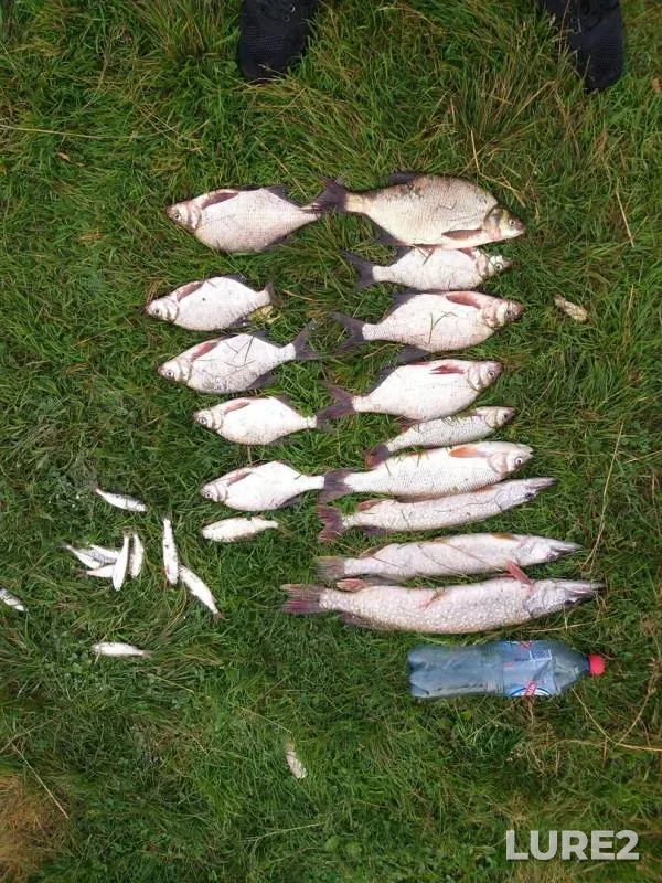 Bream, Pike — Tom, Jul 24, 2019