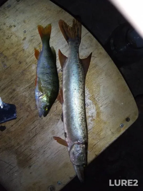 Perch, Pike — Zhayyқ - Ural, Aug 11, 2019