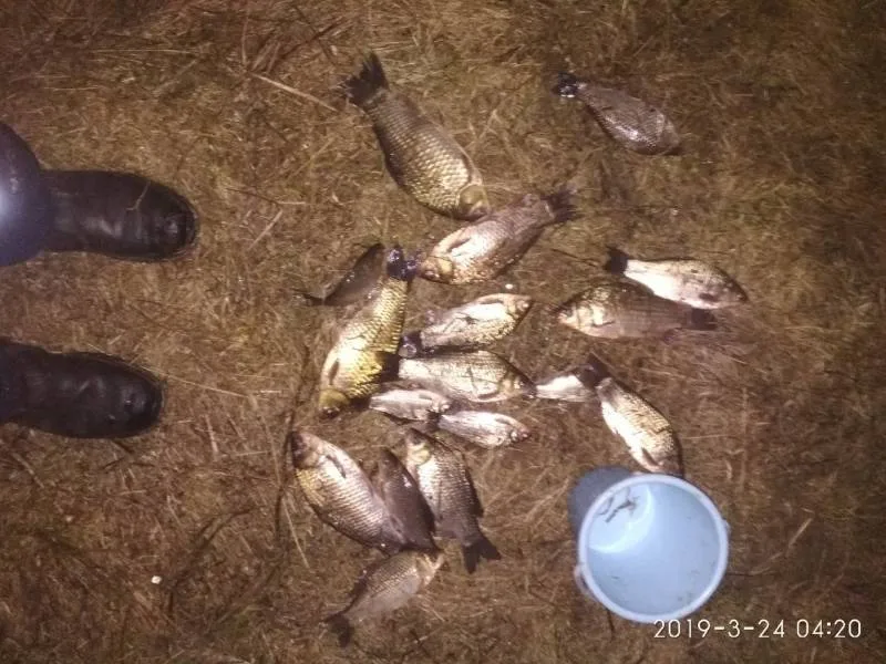 Карась