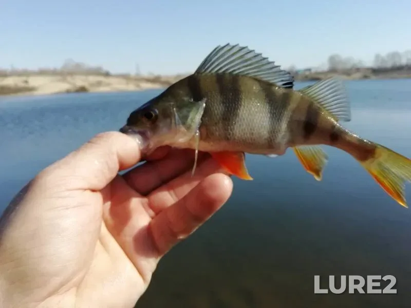 Perch — Anzhera, May 05, 2019
