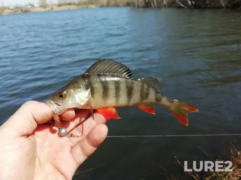 Perch, Pike — Anzhera, May 09, 2019