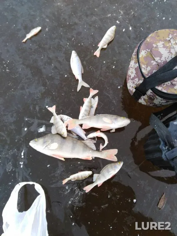Perch, Pike — Rutka, Nov 25, 2019