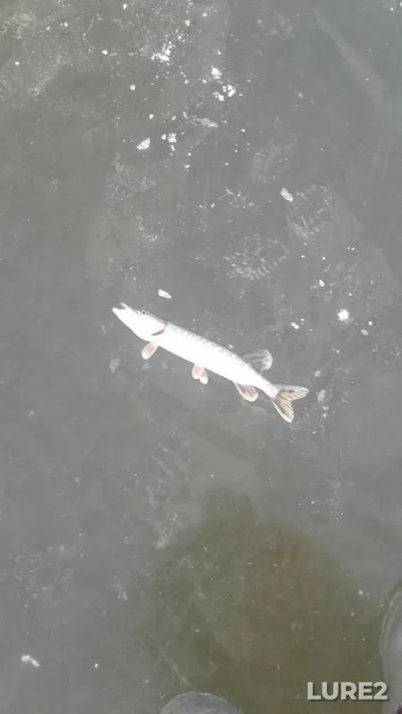 Pike — Malaya Kokshaga, Nov 26, 2019