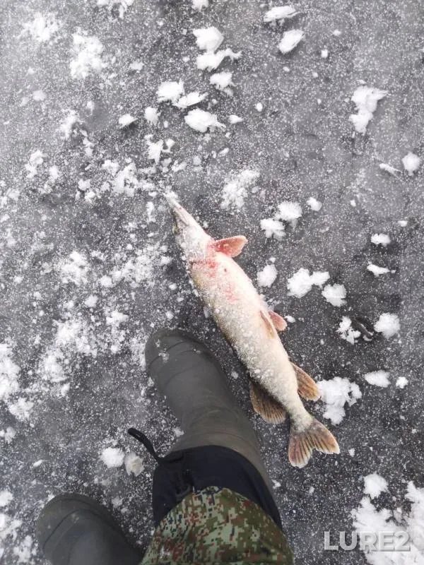 Pike — Malaya Kokshaga, Nov 26, 2019