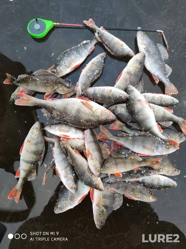 Perch — Cheboksarskoye, Nov 27, 2019