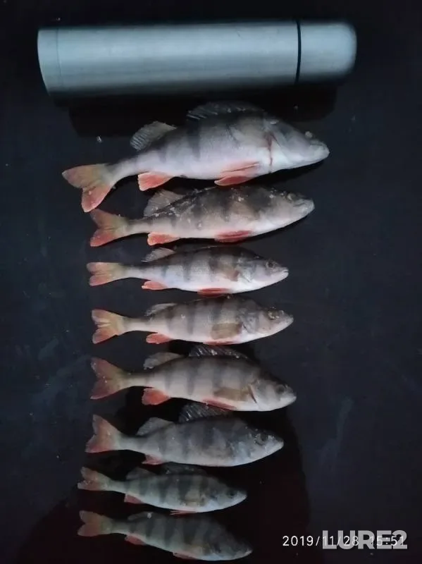 Perch — Cheboksarskoye, Nov 29, 2019