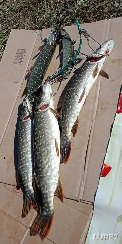 Pike — Kemerovskaya oblast, Aug 04, 2018