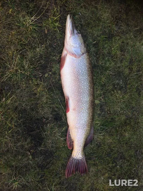 Pike, Zander — Kiya, Oct 28, 2018