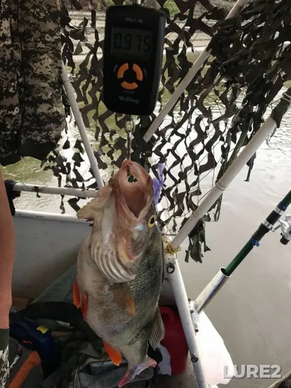 Ide, Perch — Ob, Aug 14, 2018
