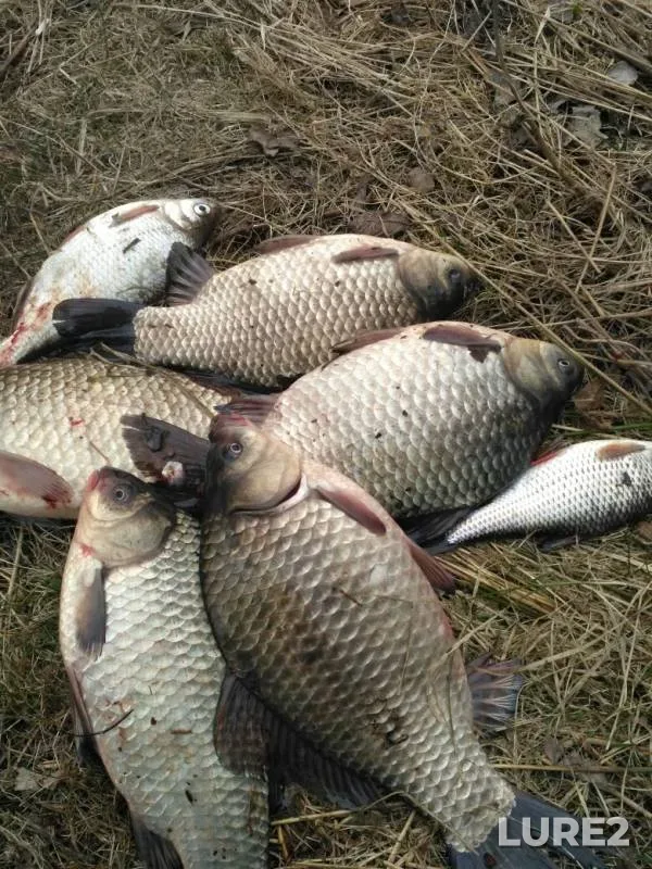 Crucian carp — Muzhanka, Apr 07, 2019