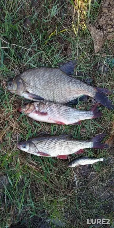 Bream, Ide — Tom, May 21, 2019