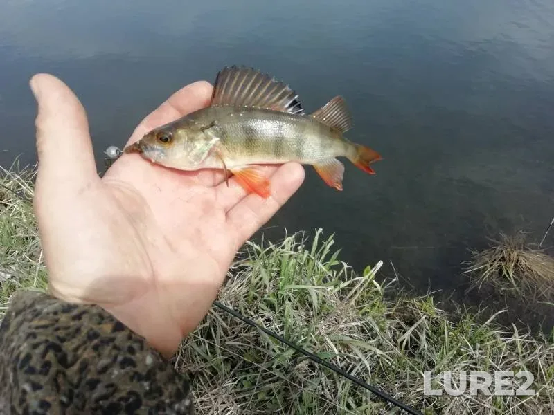 Perch — Anzhera, May 19, 2019