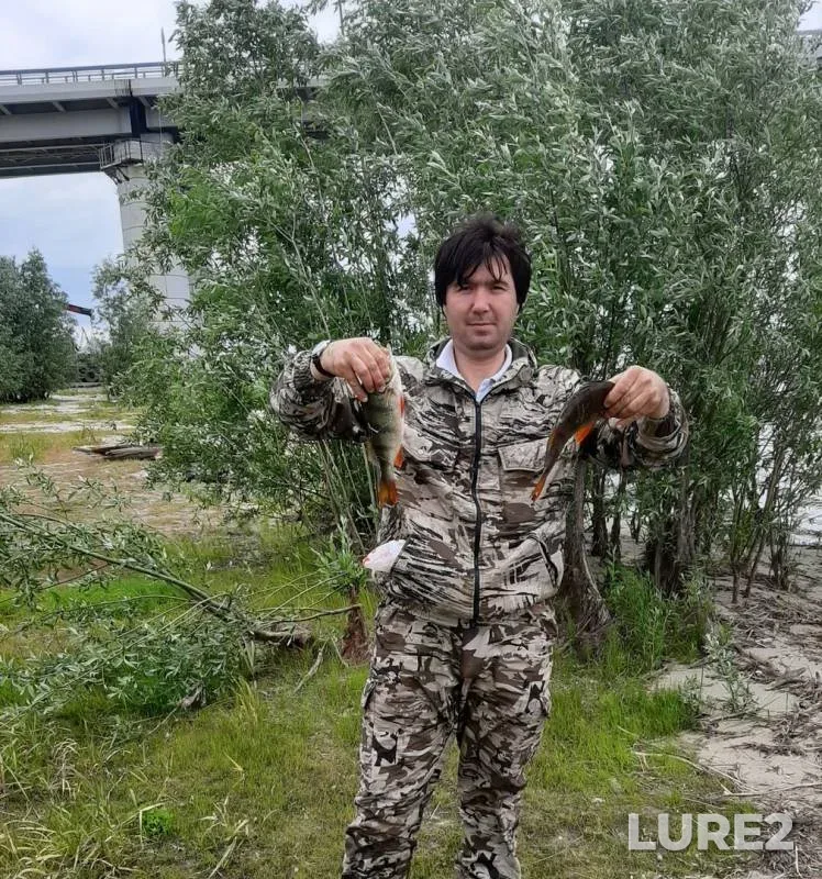 Perch — Irtysh, Jul 01, 2019
