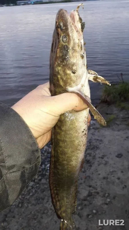 Burbot — Irtysh, Jun 19, 2019