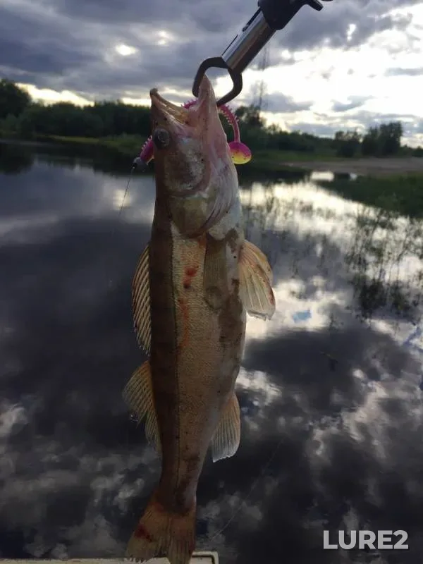 Zander — protoka Malyy Salym, Jul 09, 2019