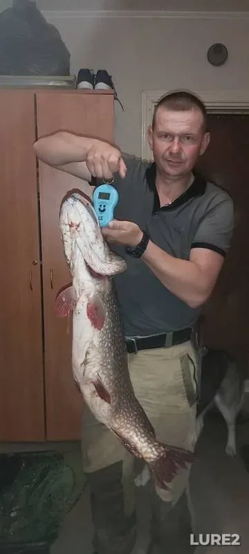 Perch, Pike — Irtysh, Aug 17, 2019