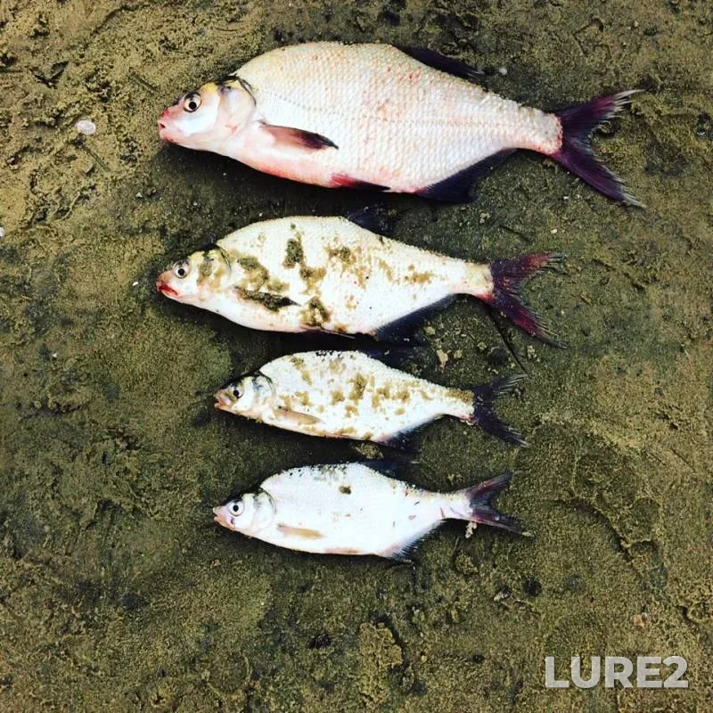 Bream — Don, Jul 28, 2019