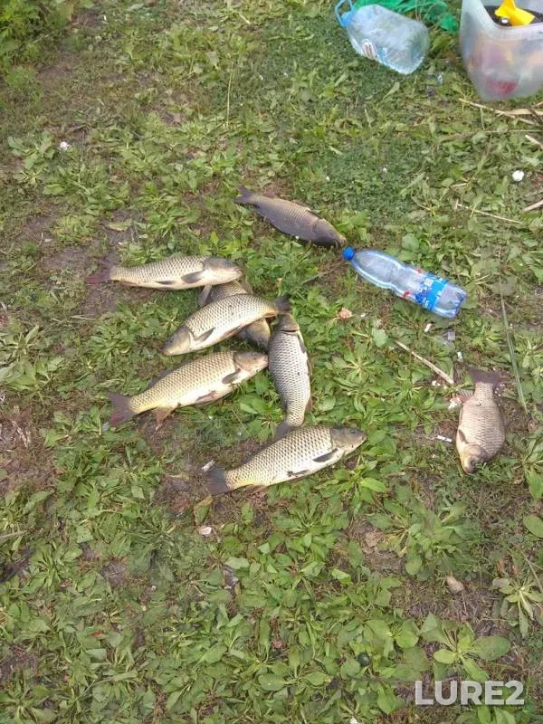 Crucian carp — Aksay, Aug 04, 2019