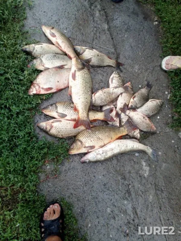Bream, Crucian carp — Cherkasskaya, Aug 04, 2019