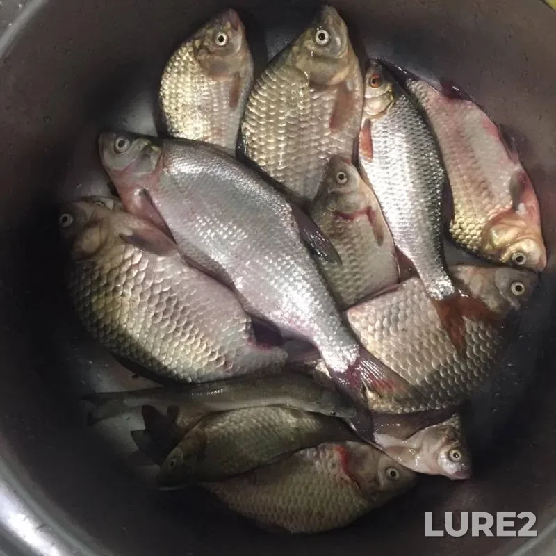 Bream, Crucian carp — Podpolnaya, Aug 06, 2019