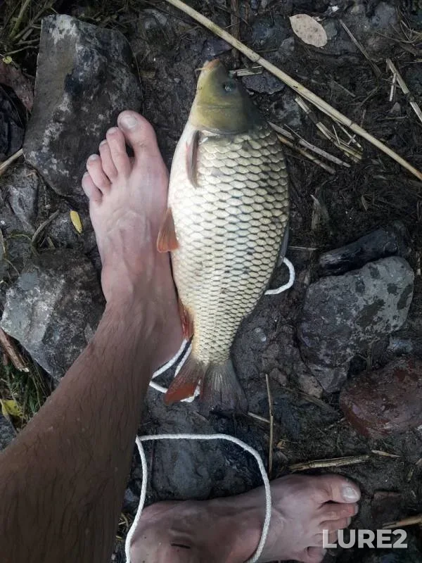 Carp — Don, Aug 06, 2019