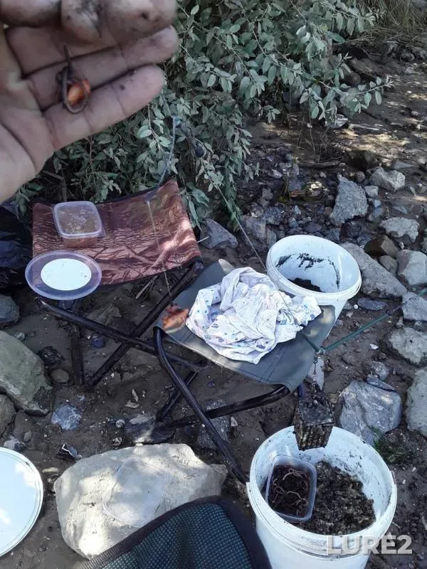 Crucian carp — Uzyak, Aug 10, 2019