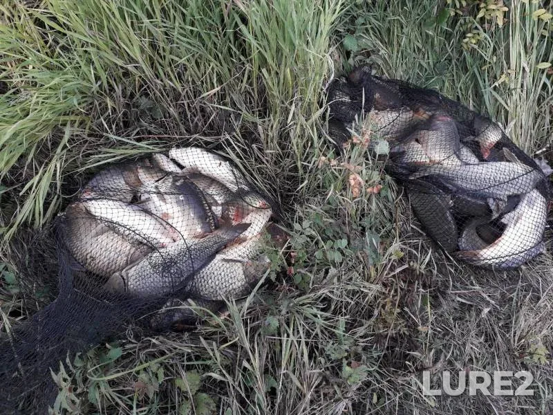 Carp — Kolodezki, Aug 11, 2019