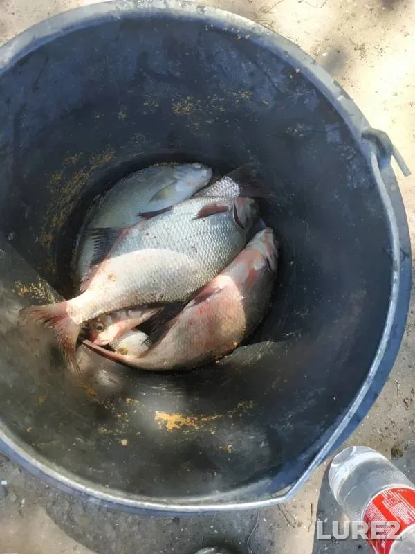 Bream — Don, Aug 11, 2019