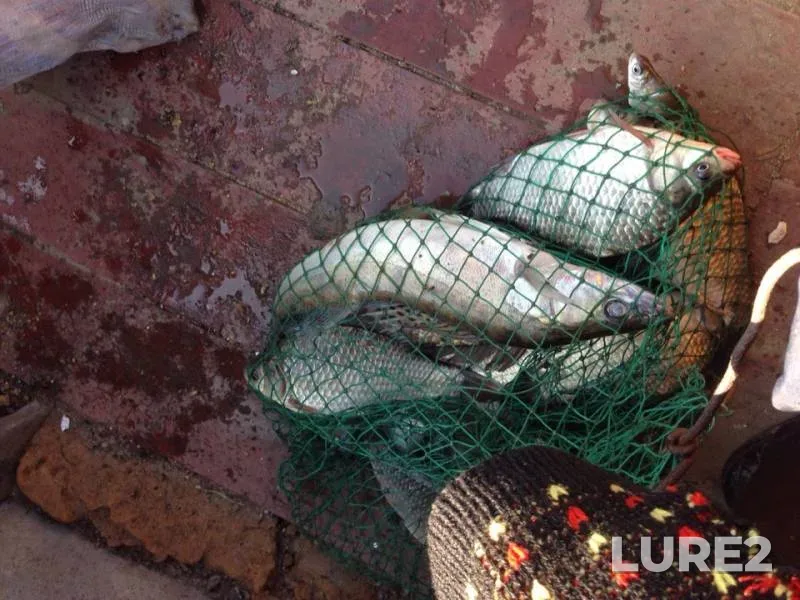 Crucian carp, Zander — Don, Aug 12, 2019