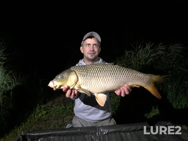 Carp — Rostovskaya oblast, Aug 12, 2019