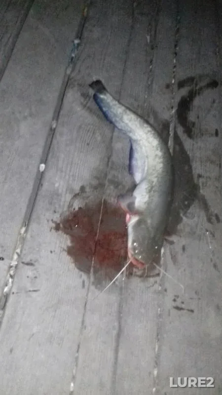 Wels catfish — Don, Aug 22, 2019