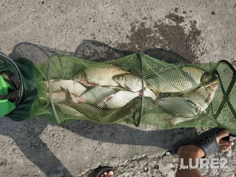 Bream — Don, Aug 24, 2019