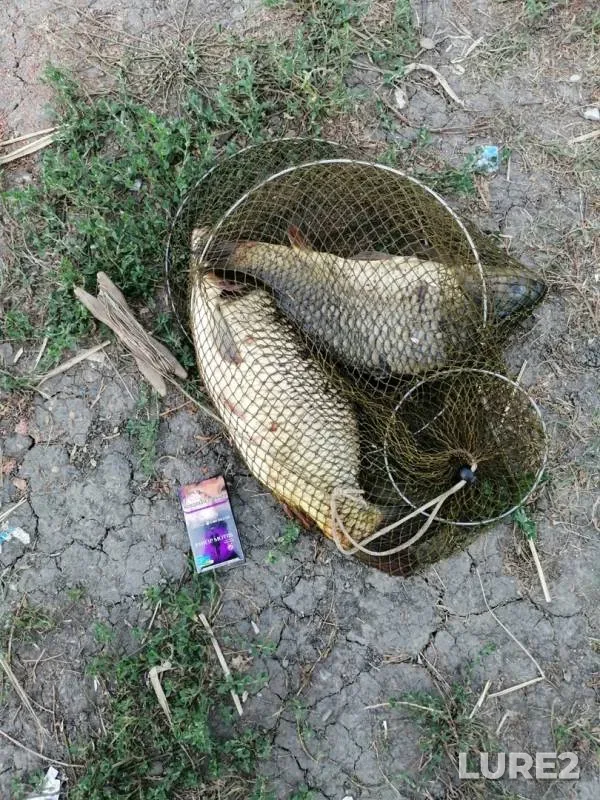 Carp — Don, Aug 24, 2019