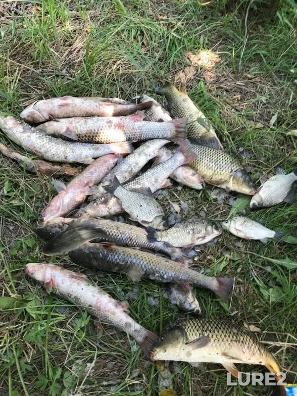 Bream, Carp — Kabachnyy yerik, Aug 25, 2019