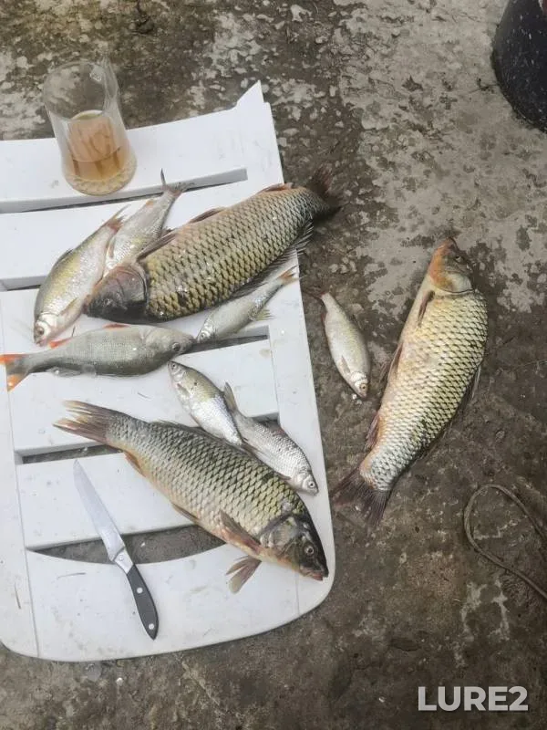 Roach — Don, Aug 26, 2019