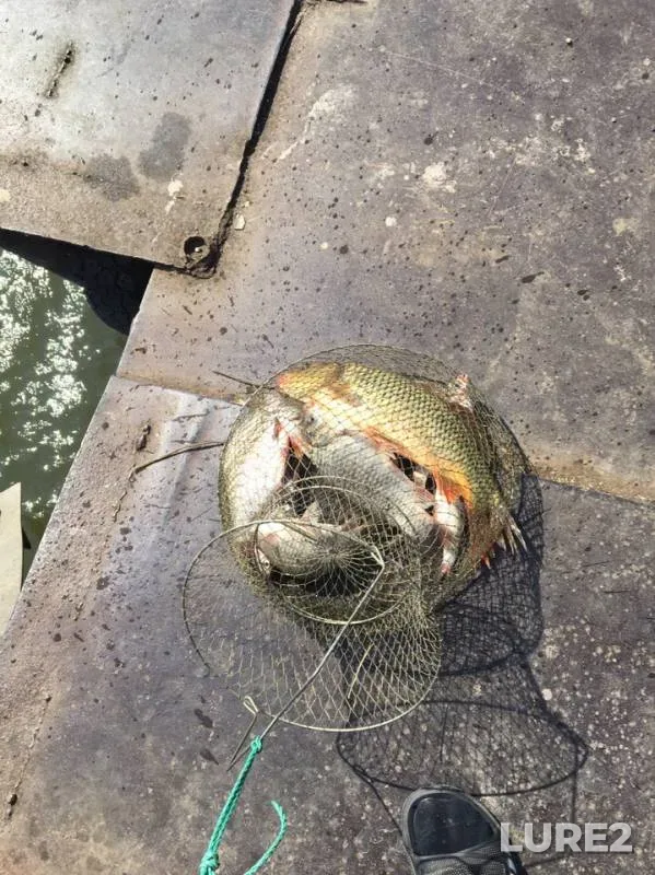 Bream — Don, Aug 26, 2019