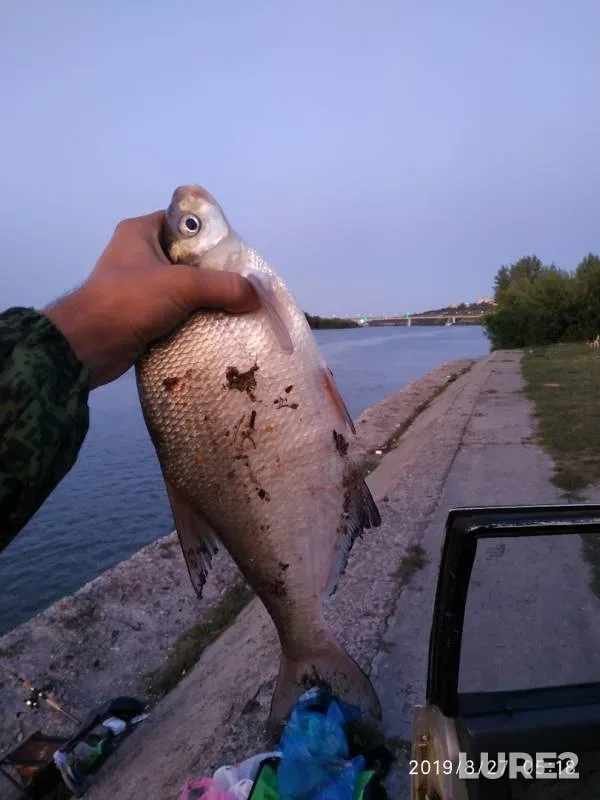 Bream — Don, Aug 27, 2019