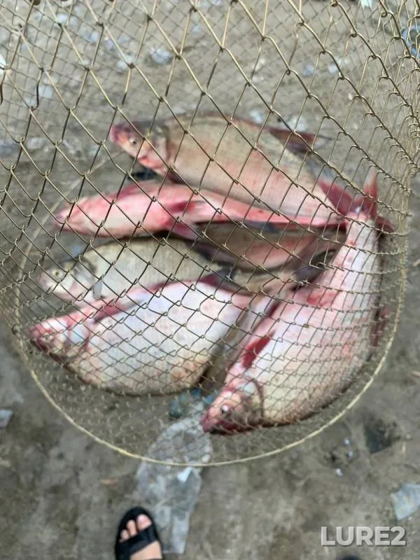 Bream — Don, Aug 27, 2019
