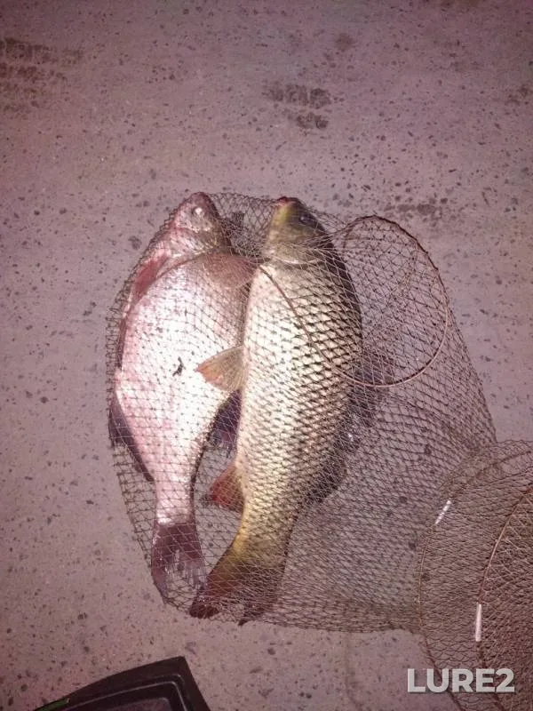 Bream — Don, Aug 27, 2019