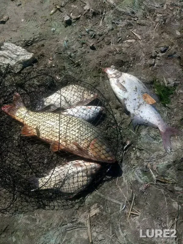 Bream, Crucian carp — Don, Aug 29, 2019