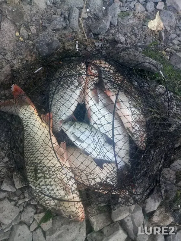 Bream, Crucian carp — Don, Aug 31, 2019