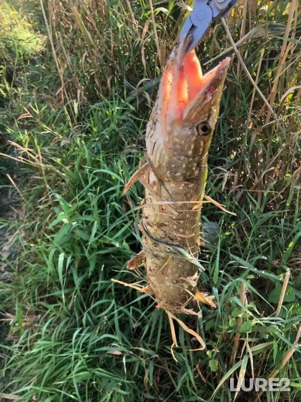 Pike — Talovatoye, Sep 03, 2019