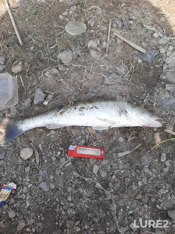 Perch, Zander — Manych, Sep 05, 2019