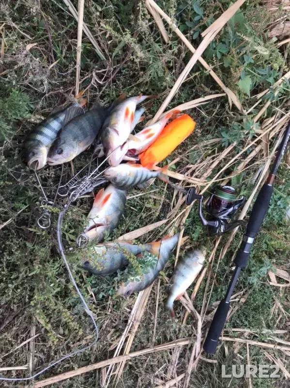 Perch — Aksay, Sep 23, 2019