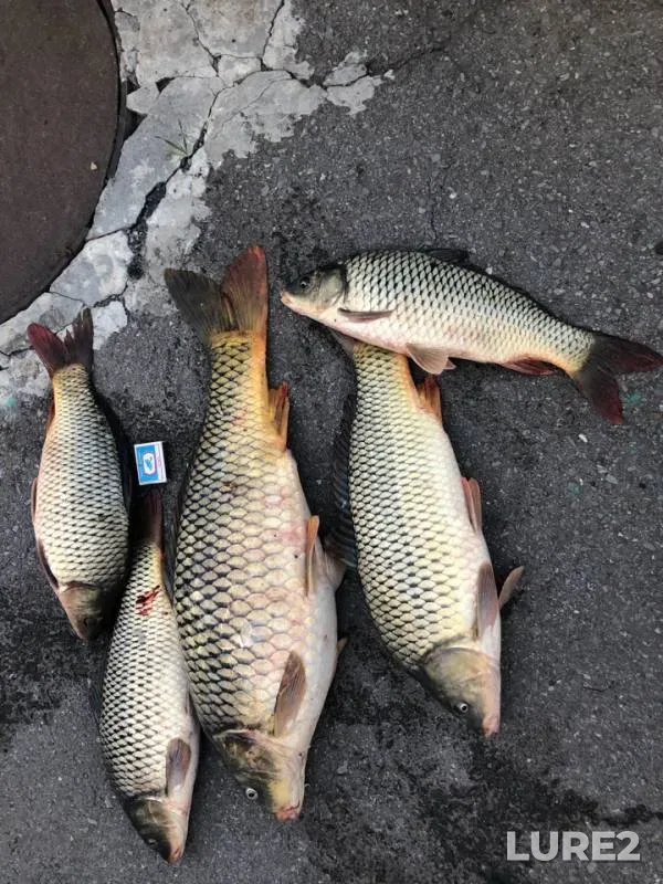 Carp — Don, Oct 26, 2019