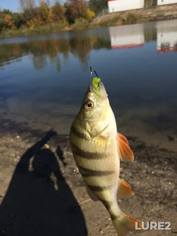 Perch — Myortvyy Donets, Oct 12, 2019