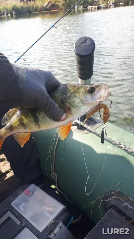 Perch — Manych, Oct 12, 2019