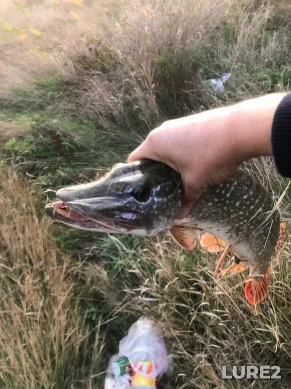 Pike — Talovatoye, Oct 04, 2019