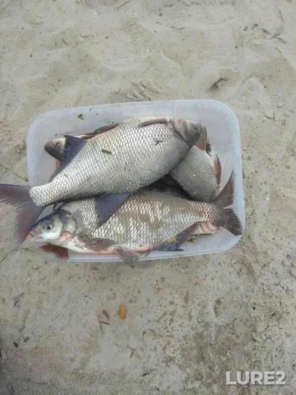 Bream — Don, Oct 06, 2019